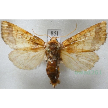 Gortyna flavago (Denis & Schiffermüller, 1775) Czech85l